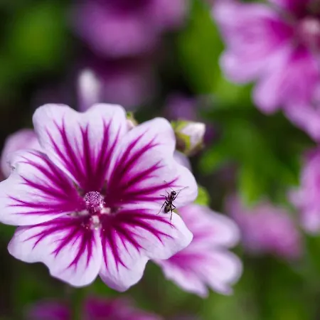 Blick Lischana- Ein Traum Mit Bergpanorama, Sauna, Hottub شقة