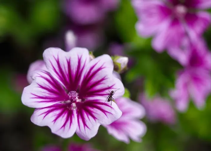 Blick Lischana- Ein Traum Mit Bergpanorama, Sauna, Hottub Apartamento